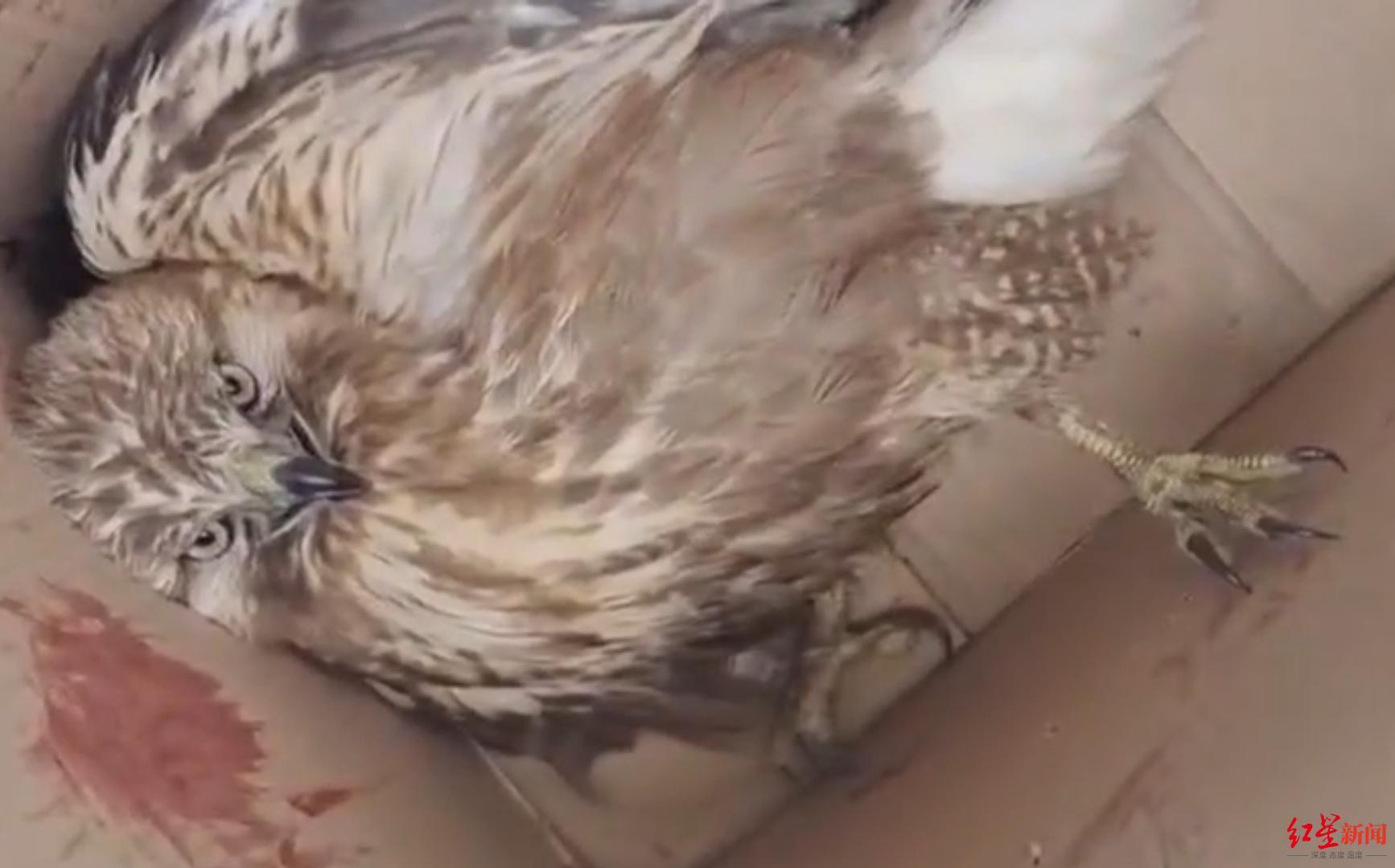 老鹰惊艳全场，官方宣布新规助攻爆棚，助攻爆棚逆转取胜！